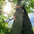 Trees Hugging in the Bright Sun